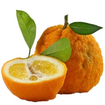 Gorzkie pomarańcze